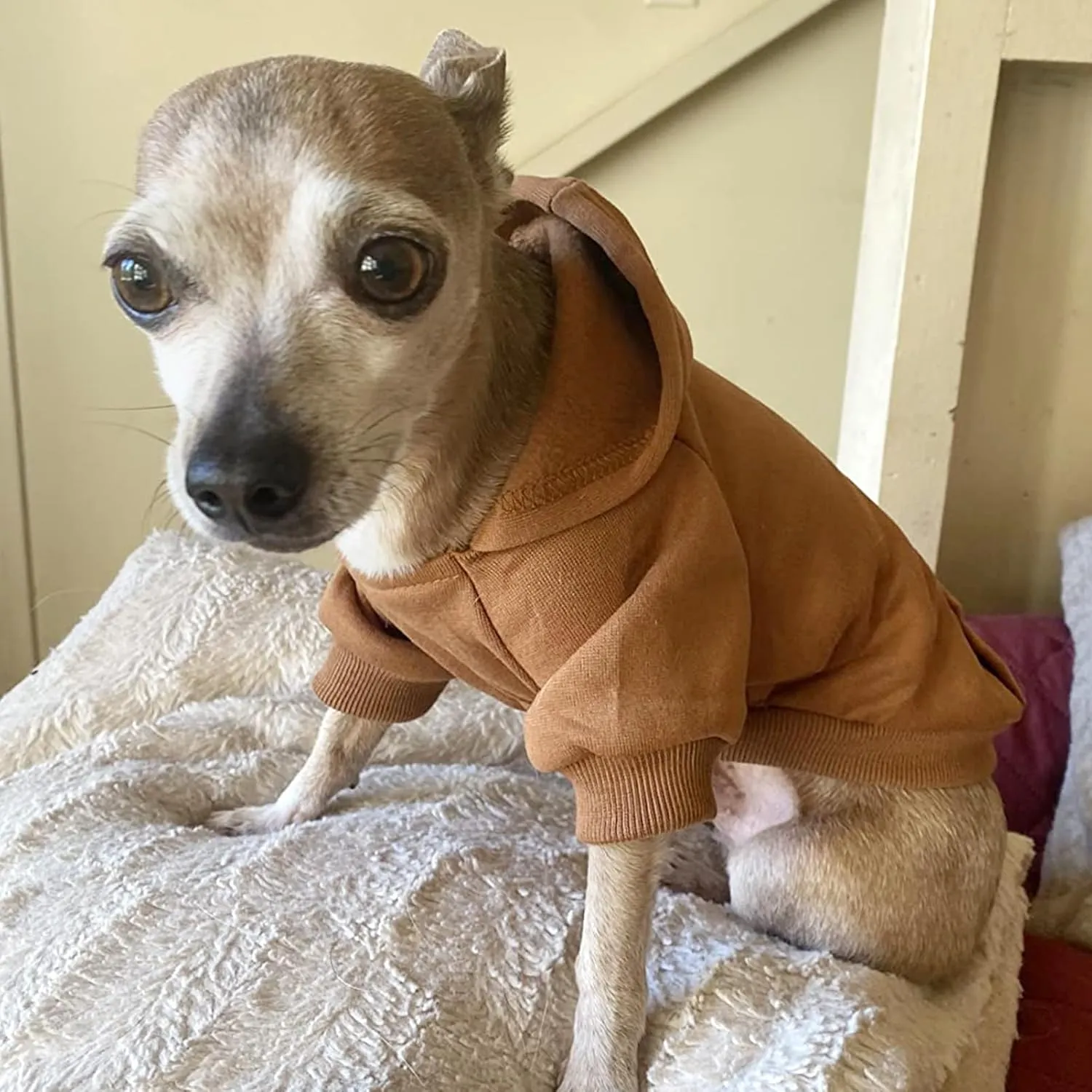 Jecikelon Winter Dog Hoodie Sweatshirts with Pockets Warm Dog Clothes for Small Dogs Chihuahua Coat Clothing Puppy Cat Custume (Coffee, X-Large)