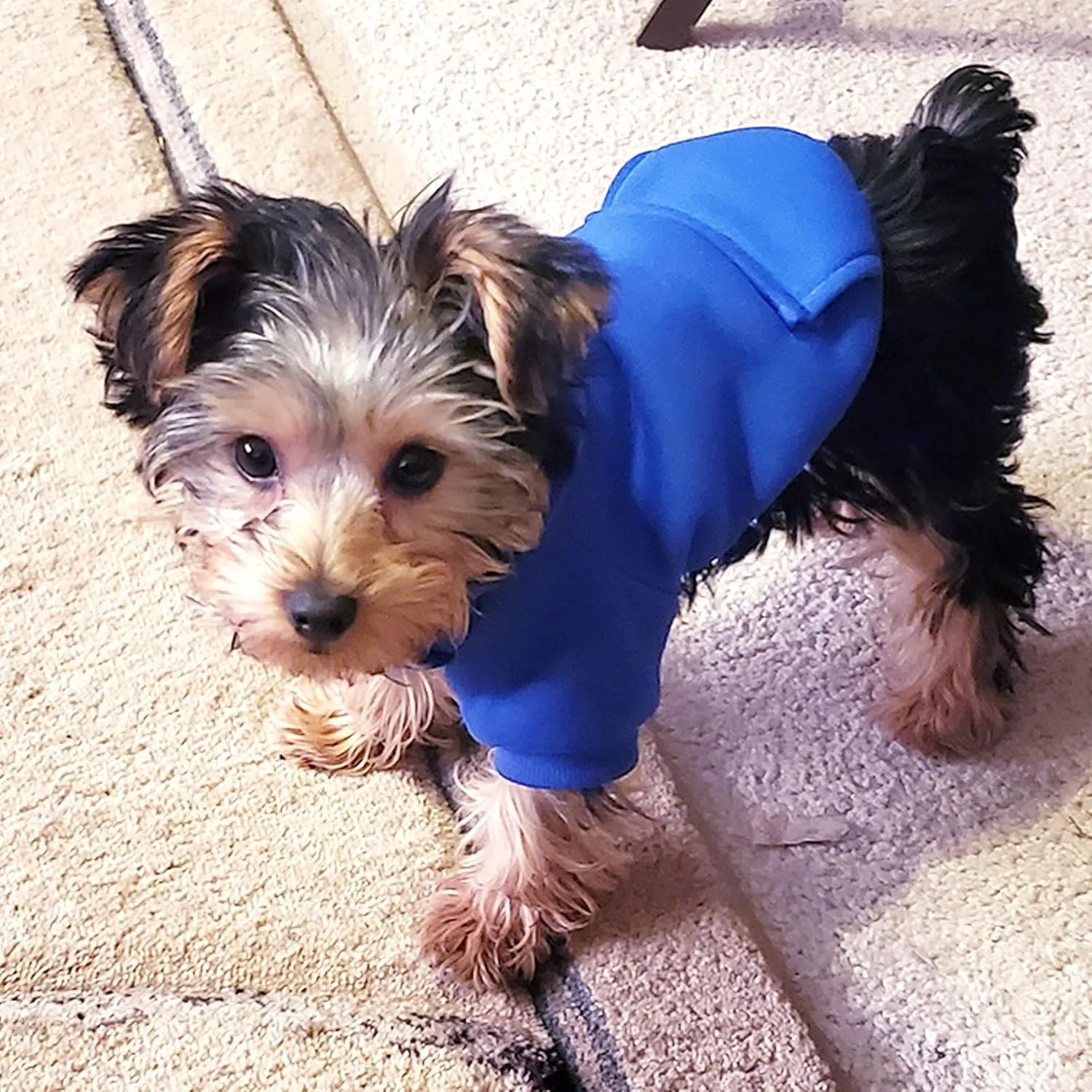 Jecikelon Winter Dog Hoodie Sweatshirts with Pockets Warm Dog Clothes for Small Dogs Chihuahua Coat Clothing Puppy Cat Custume (Dark Blue, XX-Small)
