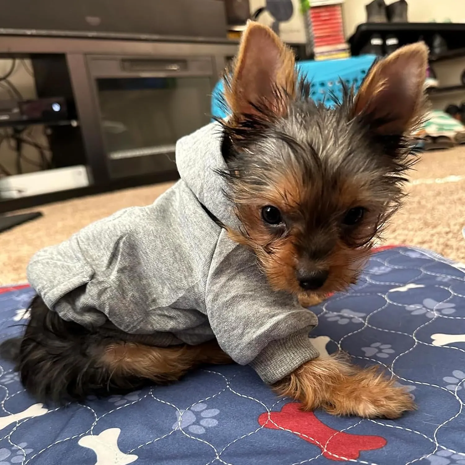 Jecikelon Winter Dog Hoodie Sweatshirts with Pockets Warm Dog Clothes for Small Dogs Chihuahua Coat Clothing Puppy Cat Custume (Grey, XX-Small)